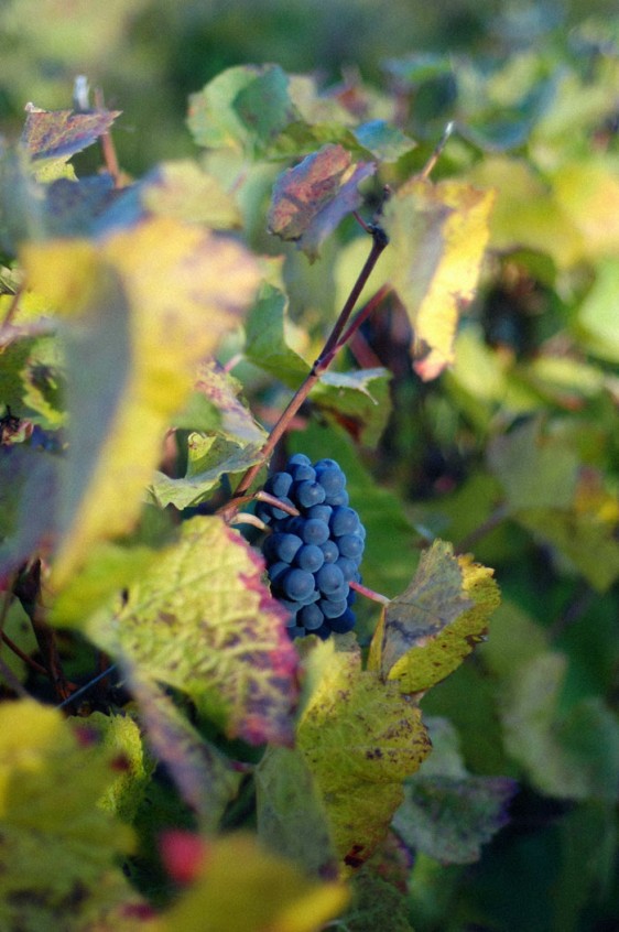 terre-d-or_beaune_vignes_raisin