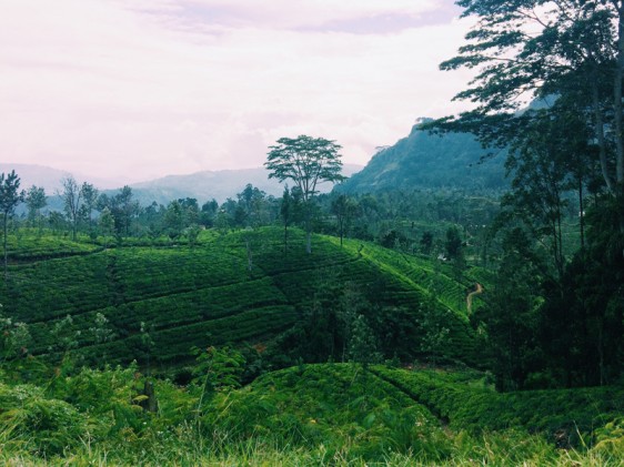 Nuwara-Eliya-Sri-Lanka